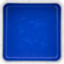 Cornflower